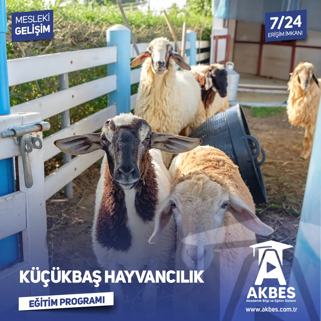 Küçükbaş Hayvancılık Eğitimi ile koyun ve keçi yetiştiriciliğinde verimli üretim tekniklerini öğrenin, sağlıklı ve sürdürülebilir bir işletme kurun!