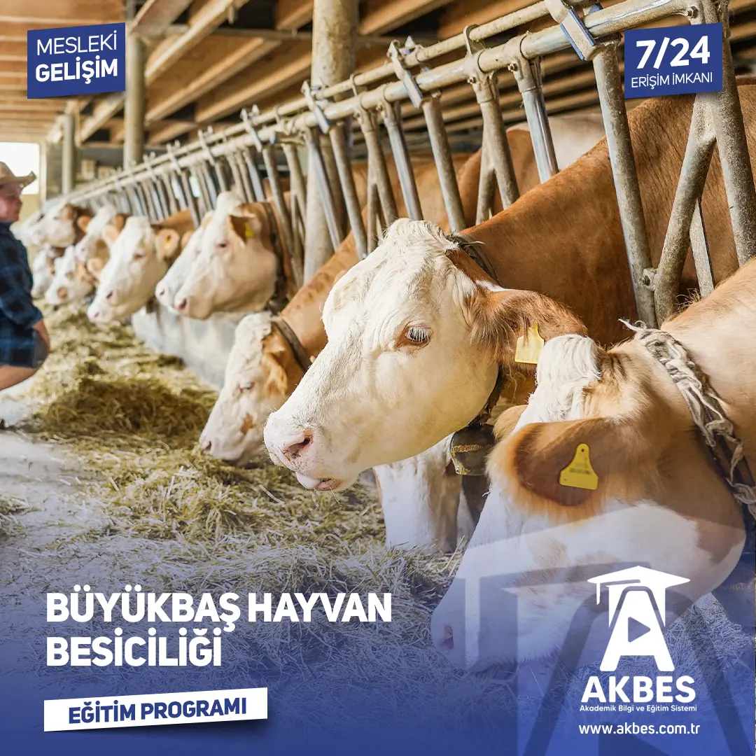 Büyükbaş Hayvan Besiciliği Eğitim Programı